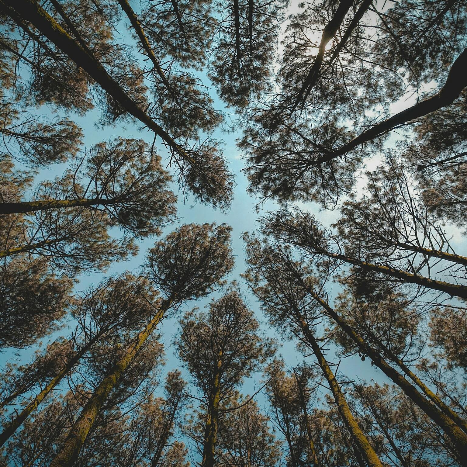 Céline lombard - soins holistiques - magnétiseur - Bourg de péage